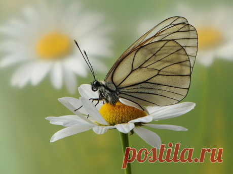 рука и ромашка: 32 тыс изображений найдено в Яндекс.Картинках