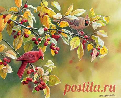 Пенье птиц... Художница Сьюзен Бордет (Susan Bourdet).