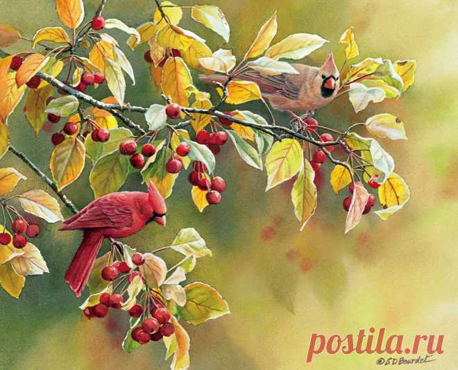 Пенье птиц... Художница Сьюзен Бордет (Susan Bourdet).