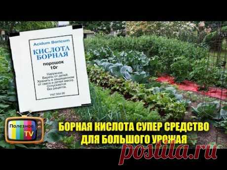 БОРНАЯ КИСЛОТА СУПЕР СРЕДСТВО ДЛЯ БОЛЬШОГО УРОЖАЯ ОГОРОДНЫХ КУЛЬТУР