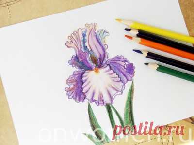 Ирис карандашами — Сделай сам, идеи для творчества - DIY Ideas