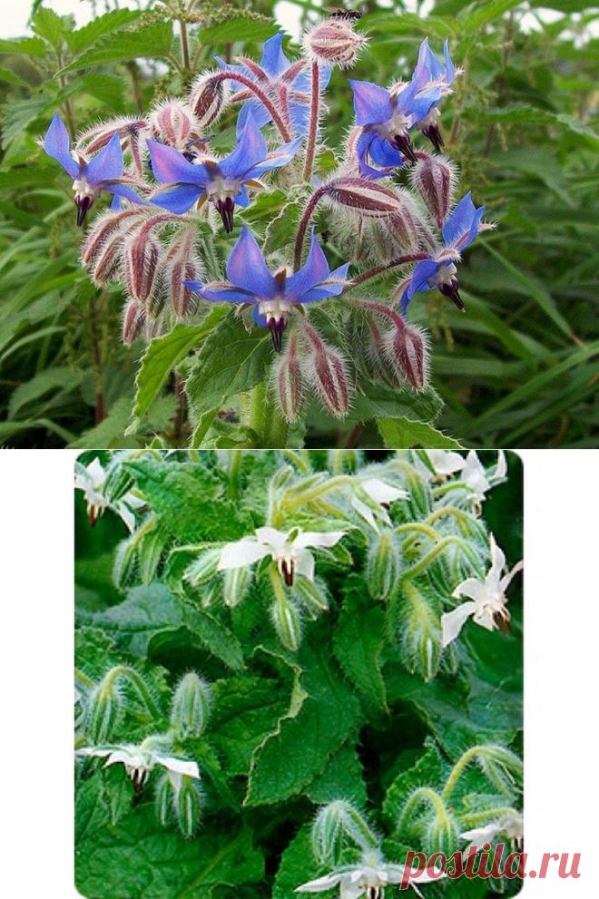 Кем то забытая,кем то любимая- огуречная трава (Бораго).Бораго хорошо использовать как медонос. Посадите его по периметру и пчелы станут вашими гостьями всегда.
Огуречная трава содержит эфирное масло, дубильные вещества, витамины. В пищу применяют  наземную часть растения как листья, так и цветки.
Молодыми листочками лечат ревматизм, подагру. Бораго обладает легким мочегонным и слабительным свойством.В кулинарии огуречную траву добавляют в окрошку, щи, холодные борщи, салаты.