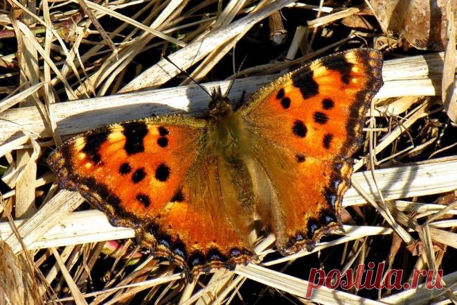 #Многоцветница (#Nymphalis_polychloros). Очень похожа на чёрно-рыжую нимфалис, но отличается от неё чуть более светлой окраской и выраженной золотистой полоской между рыжим фоном и чёрной окантовкой задних крыльев.