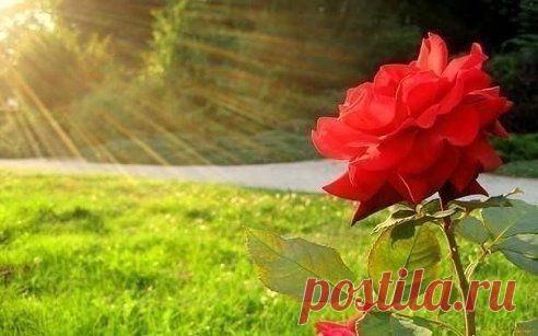 "Один не разберет, чем пахнут розы…
Другой из горьких трав добудет мед…
Кому-то мелочь дашь, навек запомнит…
Кому-то жизнь отдашь, а он и не поймет…"