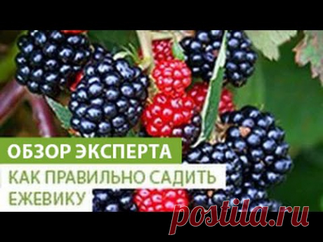 Как правильно сажать ежевику. Уход за ежевикой