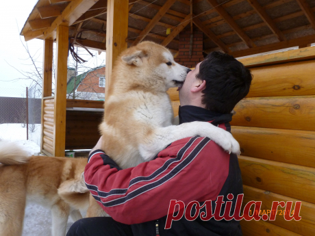 встреча любимого хозяина