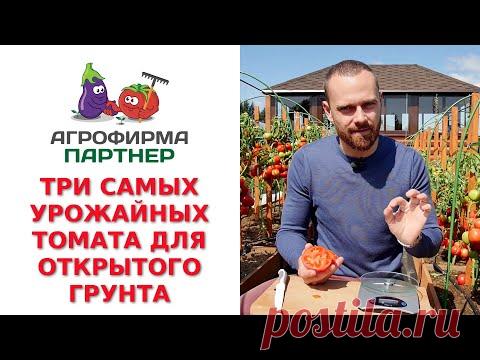 ТРИ САМЫХ УРОЖАЙНЫХ ТОМАТА ДЛЯ ОТКРЫТОГО ГРУНТА - YouTube
