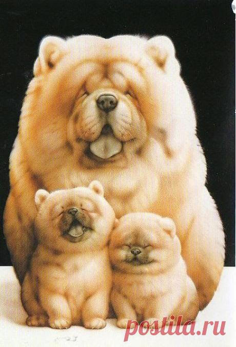 chow chow