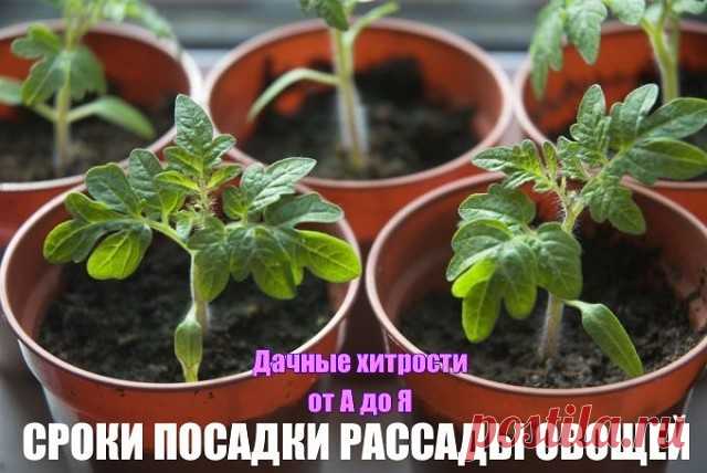 (6) Одноклассники