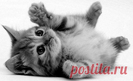 Мой Мир@Mail.Ru
