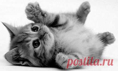 Мой Мир@Mail.Ru