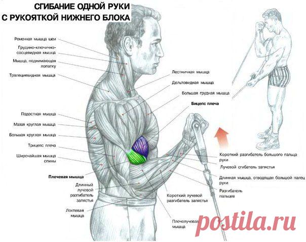Блочные тренажеры: Да или Нет? / Спорт Сильных!