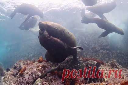 Подводную жизнь морских котиков вблизи Сахалина показали на видео. Турист снял видео в акватории острова Монерон, расположенном в Татарском проливе вблизи юго-западного побережья Сахалина. На кадрах показана жизнь морских котиков — видно, как они группой греются на солнце, расположившись на скалах, и плавают в морской воде. «Подводное царство сивучей», — сказано в подписи к посту.