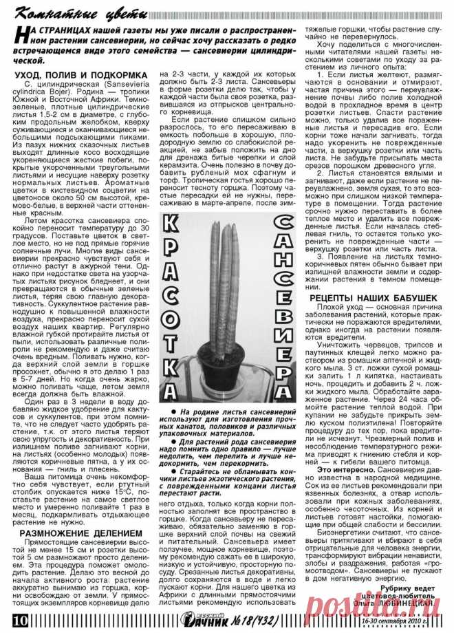 Сансевиерия цидиндрическая