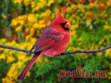 Природа.
