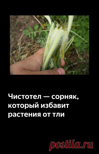 Чистотел — сорняк, который избавит растения от тли | Дачная жизнь | Яндекс Дзен