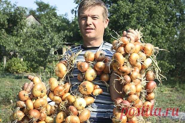 Чтобы ежегодно не мучиться вопросом «почему опять лук не уродился», прочитайте и сохраните несколько моих секретов ухода за ним.