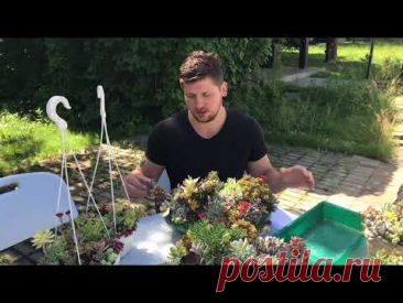 Обрезка садиков из суккулентов для сохранения красивой формы