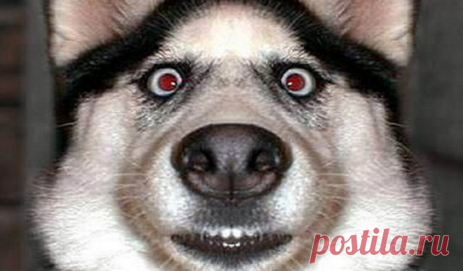 50 фото животных, которые заставят вас улыбаться - Urapress.com