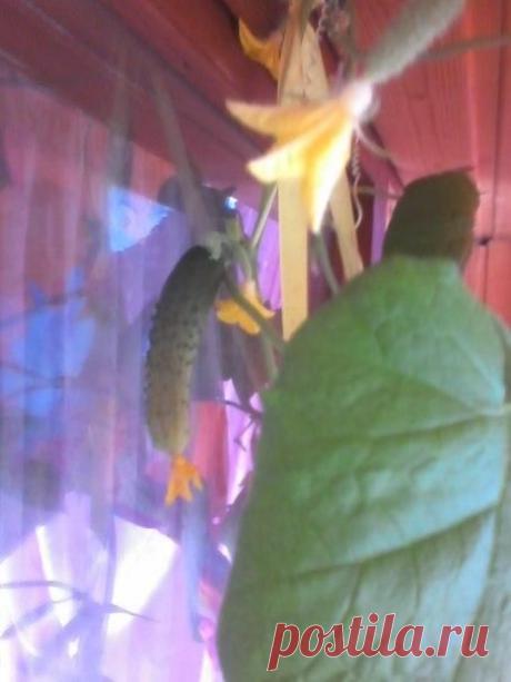 Идея для выращивания лука на подоконнике