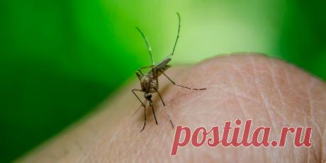 Сколько раз может укусить один и тот же комар? Комары – одни из самых назойливых насекомых, надоедливые кровопийцы, способные испортить нам любой летний вечер