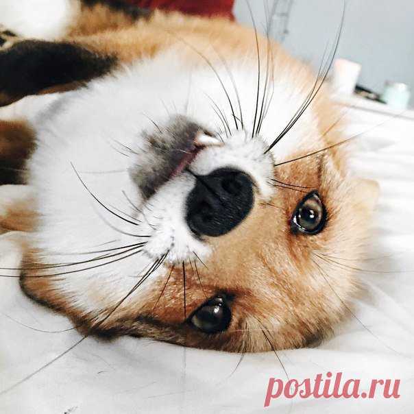 Твиттер