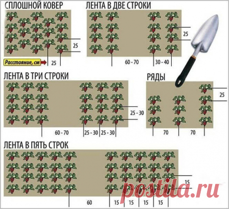 Как сажать клубнику в августе, чтобы не беспокоиться об урожае в следующем году? - Бабушкины секреты