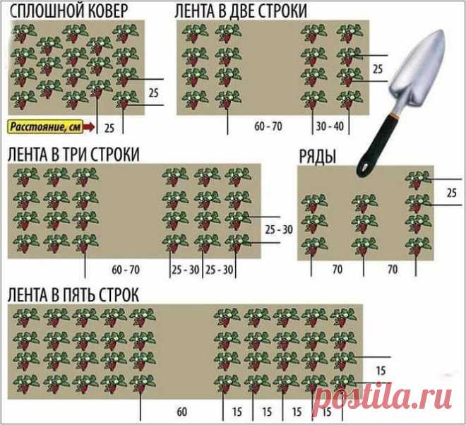 Как сажать клубнику в августе, чтобы не беспокоиться об урожае в следующем году? - Бабушкины секреты