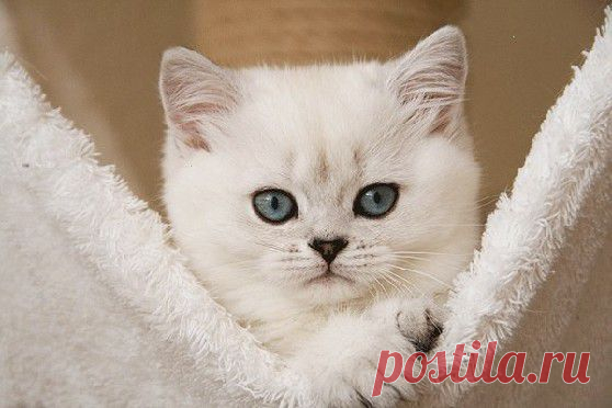 Мой Мир@Mail.Ru