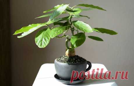 Какие экзотические растения можно вырастить на окне зимой