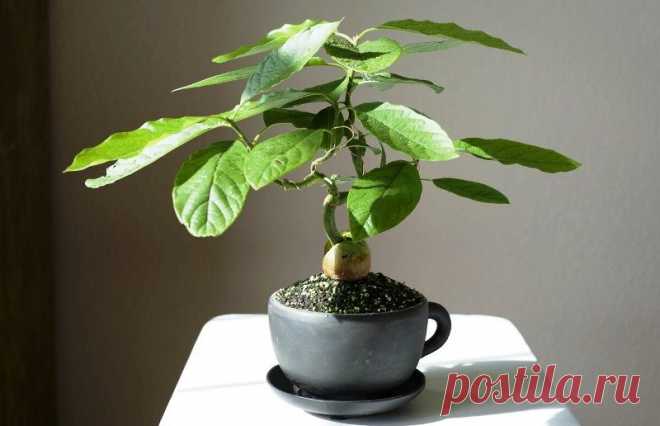 Какие экзотические растения можно вырастить на окне зимой