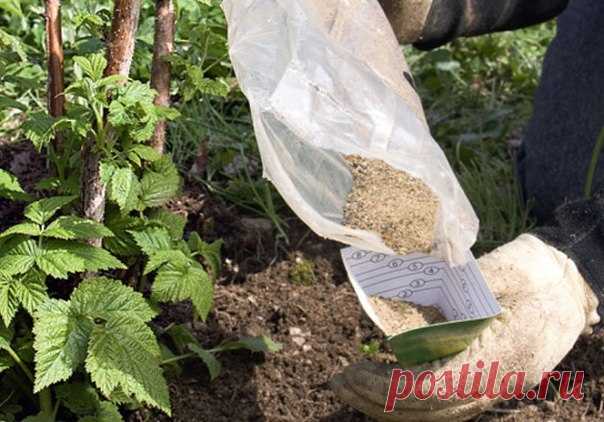 Чем удобрять сад осенью