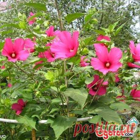 Травянистый гибискус — rubus-idaeus.ru