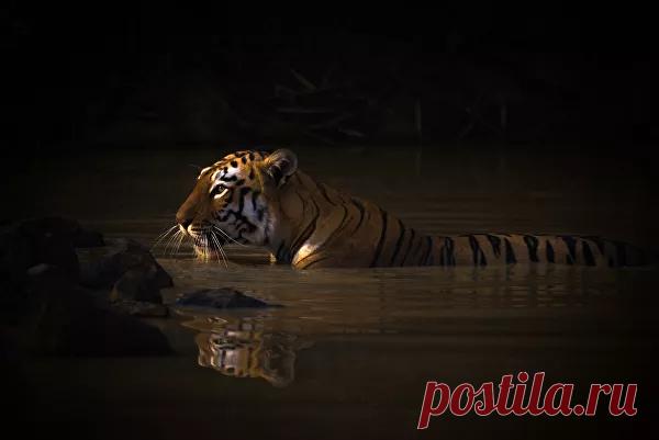 Мир вверх ногами, поцелуй и летающая тарелка: лучшие фото дикой природы - РИА Новости, 11.03.2021