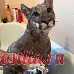 I_am_puma (@l_am_puma) • Фото и видео в Instagram Подписчики: 1.2 млн. Публикации: 1,039. 🔸Это наш Месси (Пума)
🔸🎂30.10.2015
🔸Использование фото и видео только с нашего согласия
🔸Сотрудничество 👉 📩 messi.puma@yandex.ru