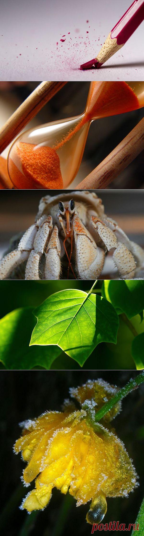 Красота в макрофотографиях.