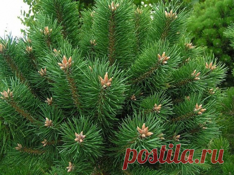 (25) Одноклассники