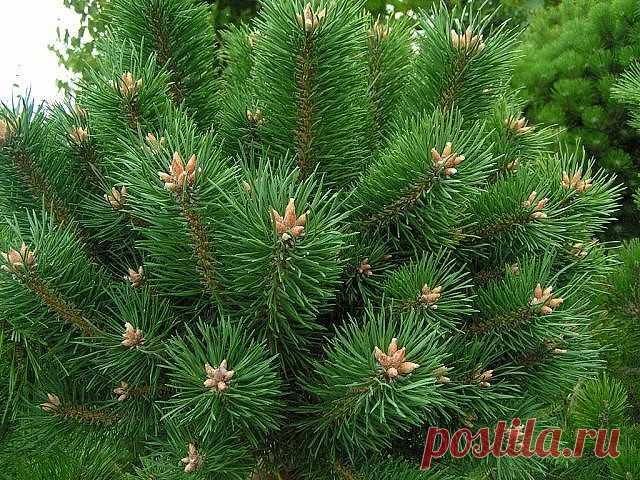 (25) Одноклассники