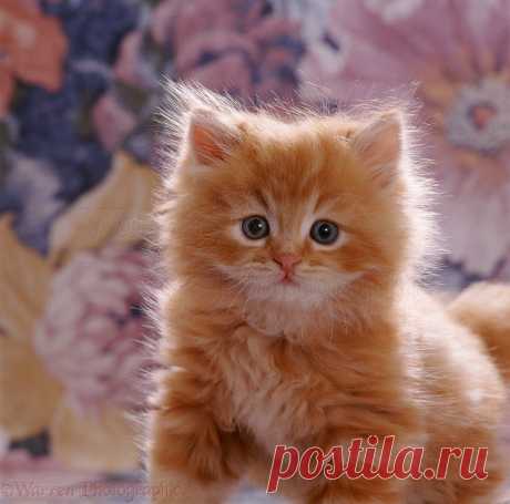 Ginger kitten portrait photo - WP13866