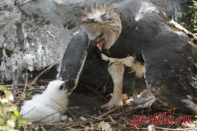 Южноамериканская гарпия — птица, в существование которой трудно поверить