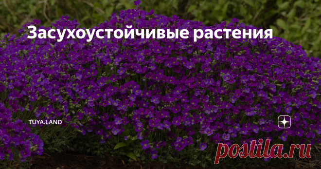 Засухоустойчивые растения Основной проблемой солнечных мест сада считается быстрое пересыхание земли.  А еще эта статья будет полезна тем, кто бывает на даче только один раз в неделю и не может обеспечить своему саду частый полив. Какие же растения адаптировались к таким засушливым условиям?  Из декоративных кустарников к таким условиям подойдут: черемуха виргинская, барбарис оттавский, барбарис Тунберга, айва японская, а еще скумпия кожевенная (для южных регионов), лох се...