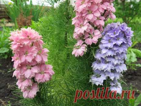 Amazon.com : Delphinium Low Mix Seeds Flowers for Planting Non GMO 50 Seeds : Garden & Outdoor