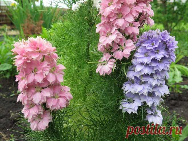 Amazon.com : Delphinium Low Mix Seeds Flowers for Planting Non GMO 50 Seeds : Garden & Outdoor