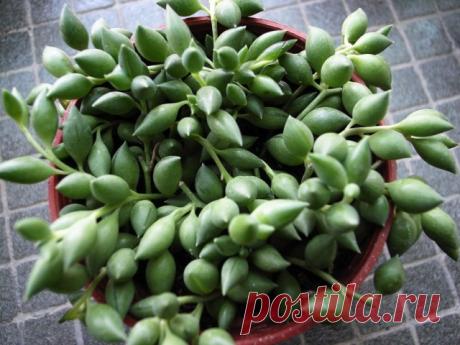 Крестовник укореняющийся (Senecio radicans).