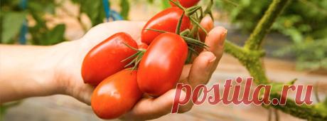 10 вариантов заготовок из помидоров на зиму | pokolenie-x.com