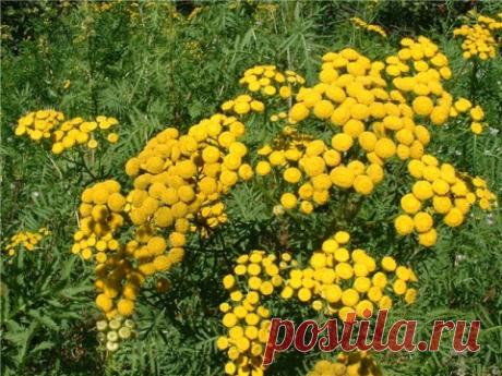 При каких заболеваниях используется трава пижма