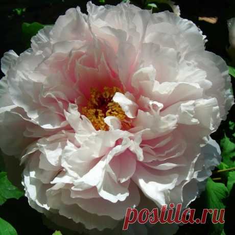 Настоящее украшение сада - пионы! Размножение, посадка, уход