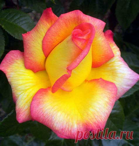 So beautiful...I can almost smell it! lol It's so sad that…
от Poet X  |  Pinterest • Всемирный каталог идей