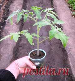 Вкусный Огород: Как правильно поливать рассаду / Чтобы рассада хорошо росла, была крепкой и здоровой очень важно ее правильно поливать. На первом этапе ее выращивания особенно может навредить избыточный полив, а когда растения активно начнут развиваться много неприятностей могут доставить поверхностные поливы, да и качество воды играет не последнюю роль, поэтому к этому нехитрому агротехническому мероприятию нужно относиться с должным вниманием.