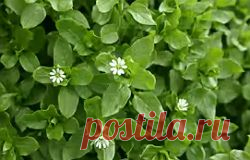 Мокрица Полезные свойства | УСПЕХ с NEWAYS